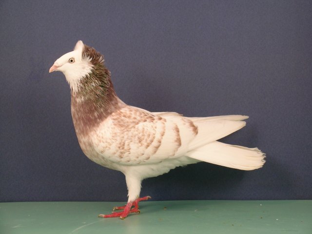 HSS Köln 2007